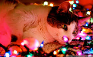 cat lights